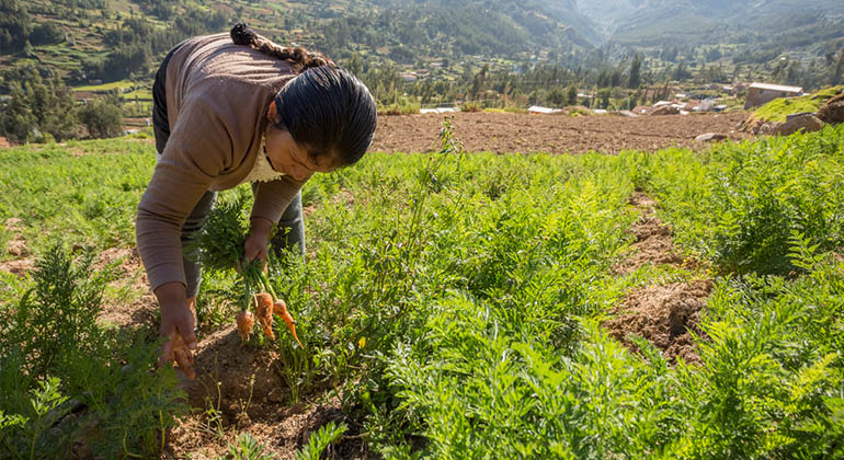 INCENTIVO DE FORTALECIMIENTO DE LAS FORMAS ASOCIATIVAS DE PRODUCTORES AGRARIOS (VENTANILLA ABIERTA)